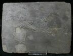 Pyritized Crinoid (Triacrinus) From Hunsrück Slate #17539-1